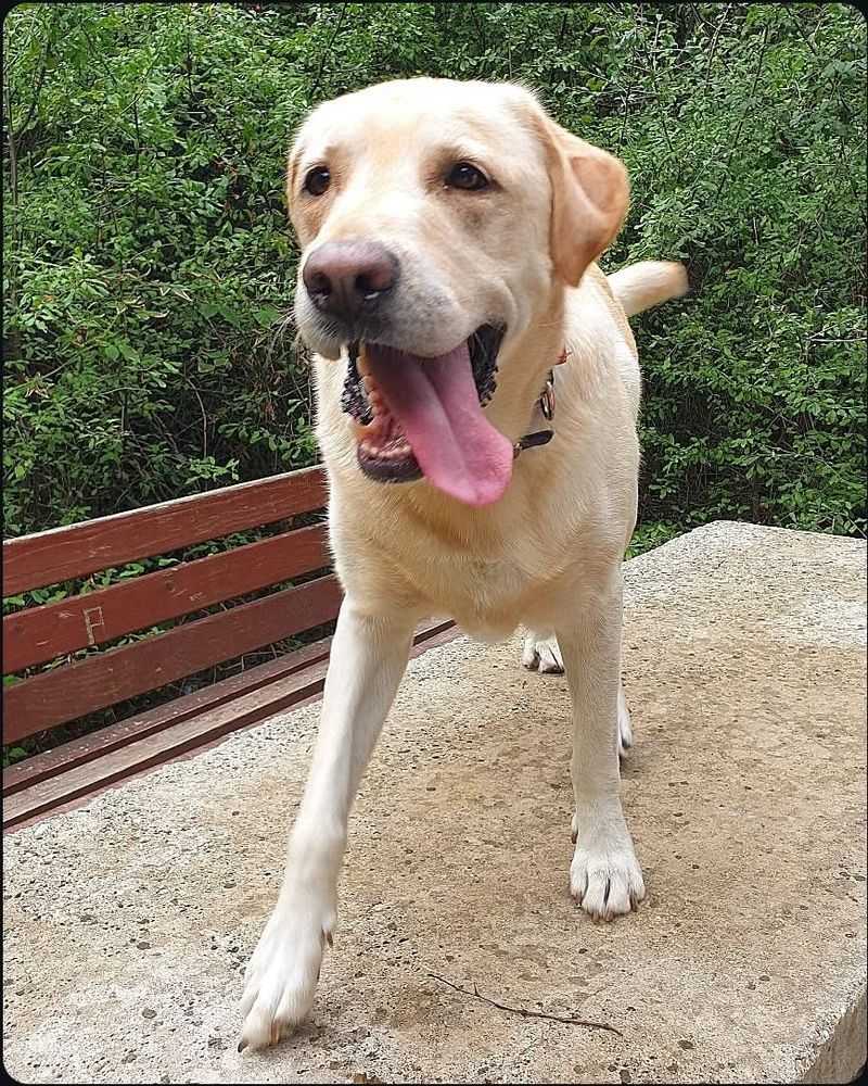 Labrador Retriever
