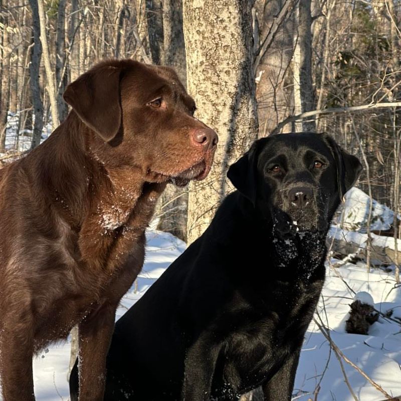 Labrador Retriever