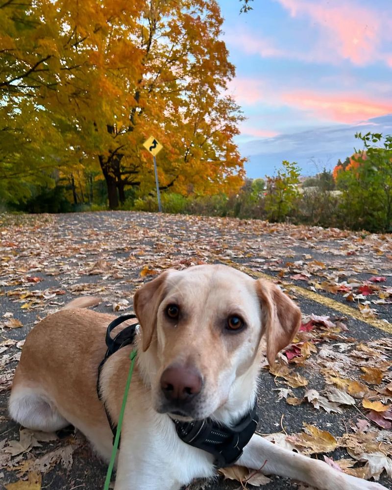 Labrador Retriever
