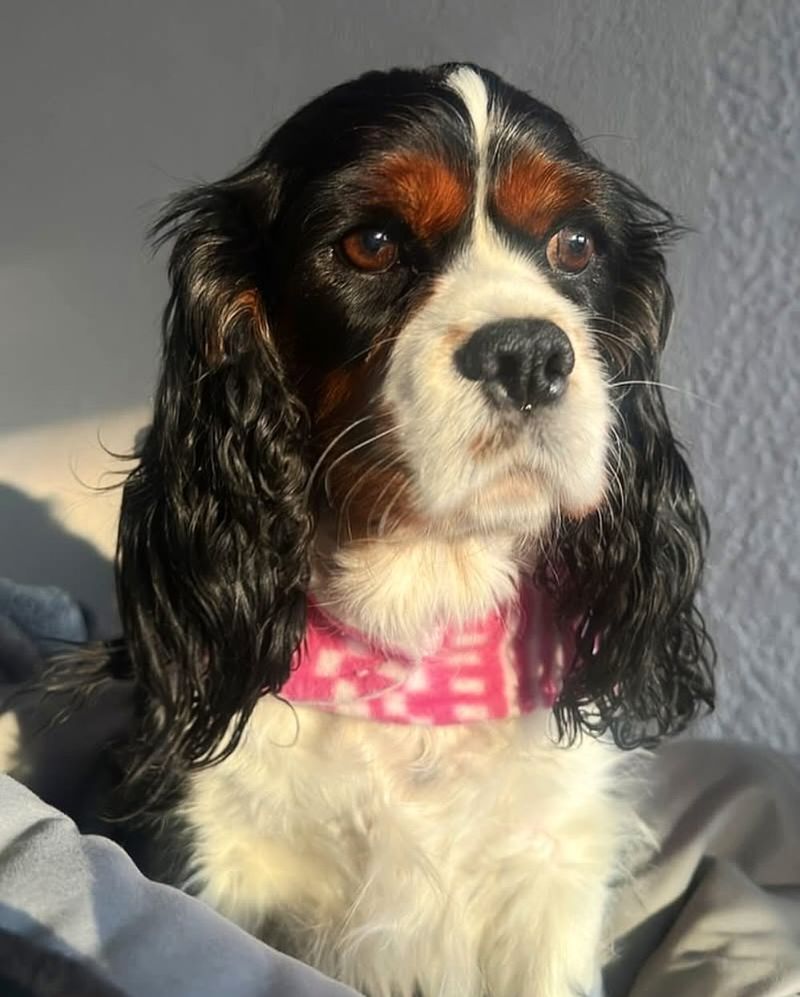 Cavalier King Charles Spaniel