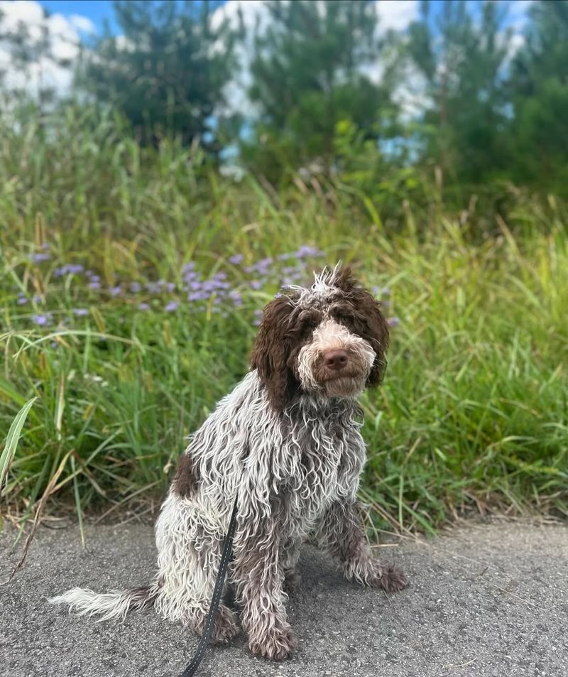 Lagotto Romagnolo