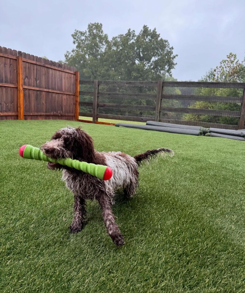 Lagotto Romagnolo