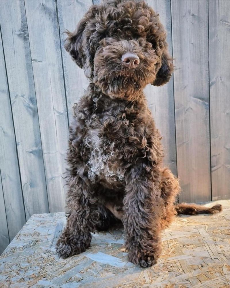 Lagotto Romagnolo