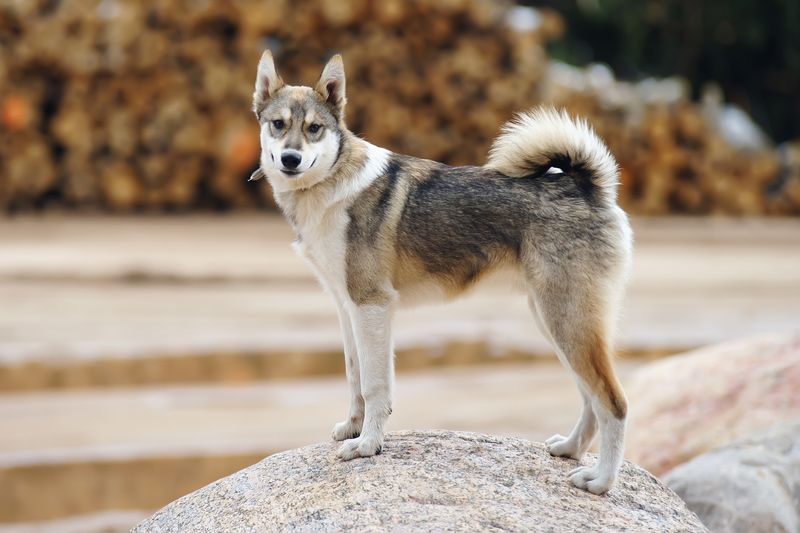 Laika