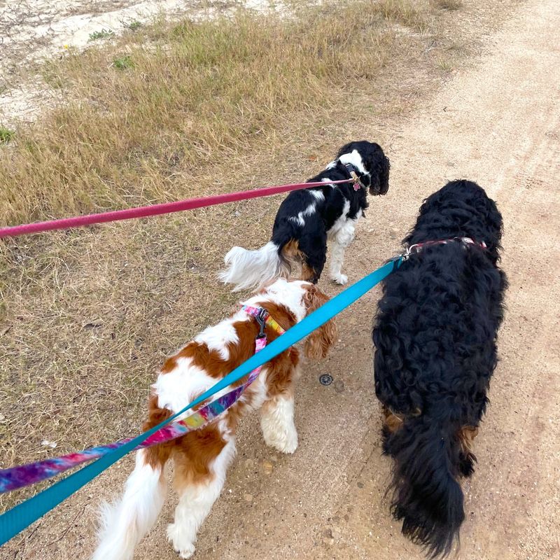 Leash Walks with Friends