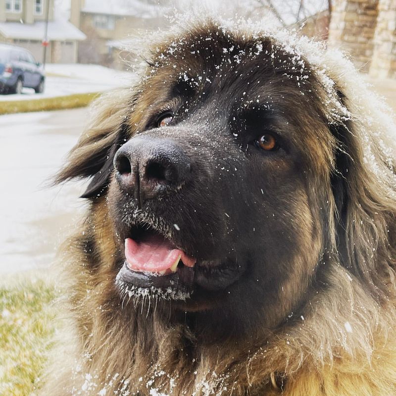 Leonberger