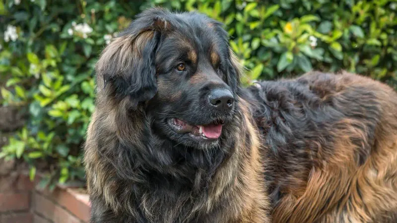 Leonberger