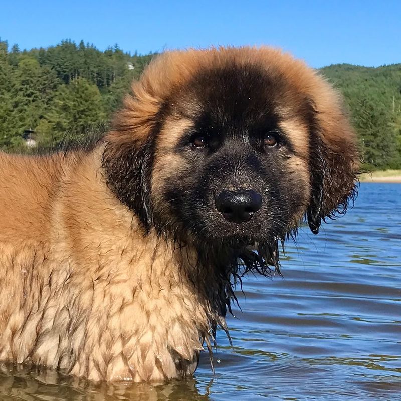 Leonberger