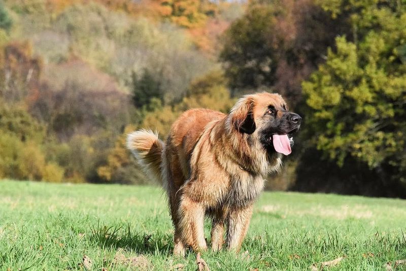 Leonberger