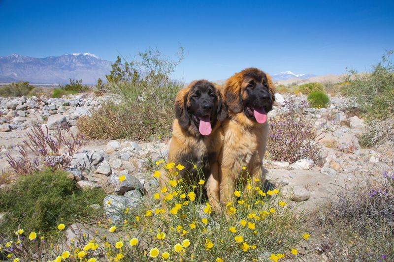 Leonberger