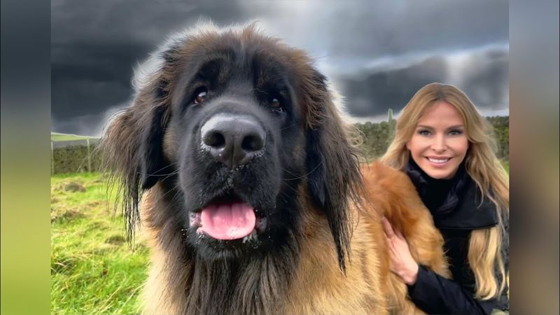 Leonberger