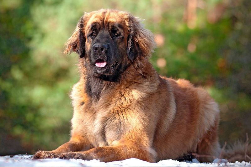 Leonberger