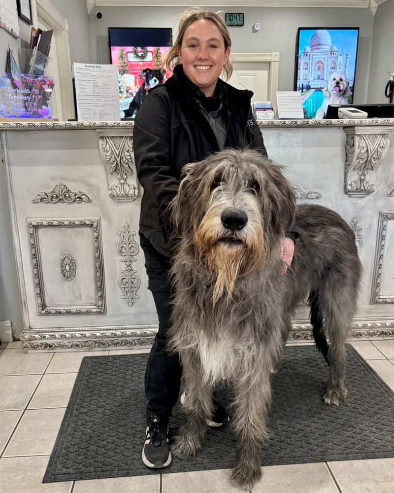 Irish Wolfhound