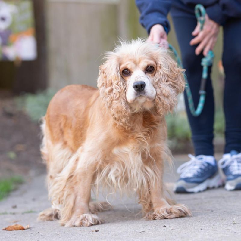 Cocker Spaniel