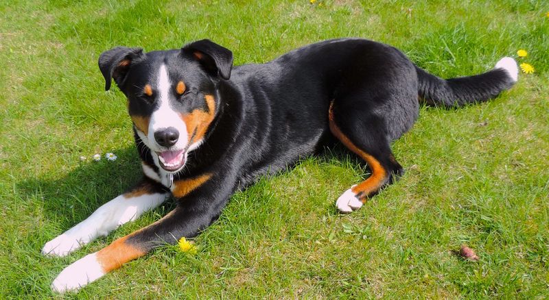 Appenzeller Sennenhund