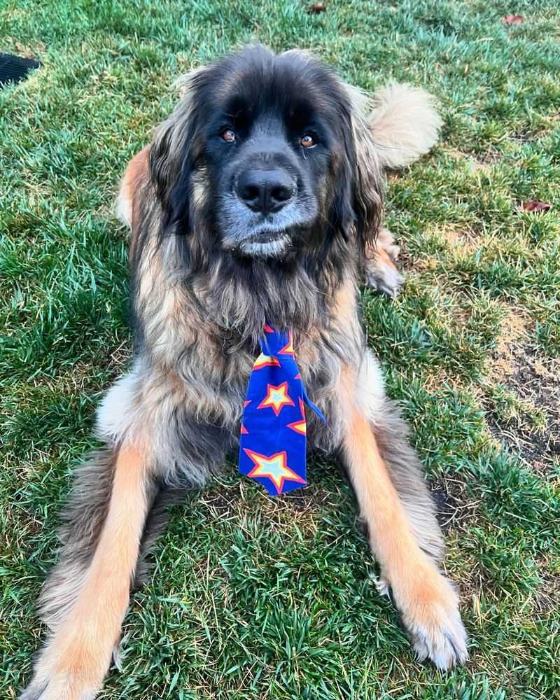 Leonberger