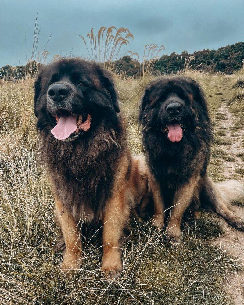 Leonberger