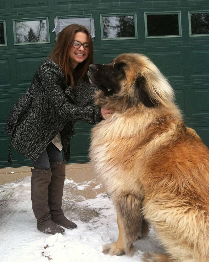 Leonberger