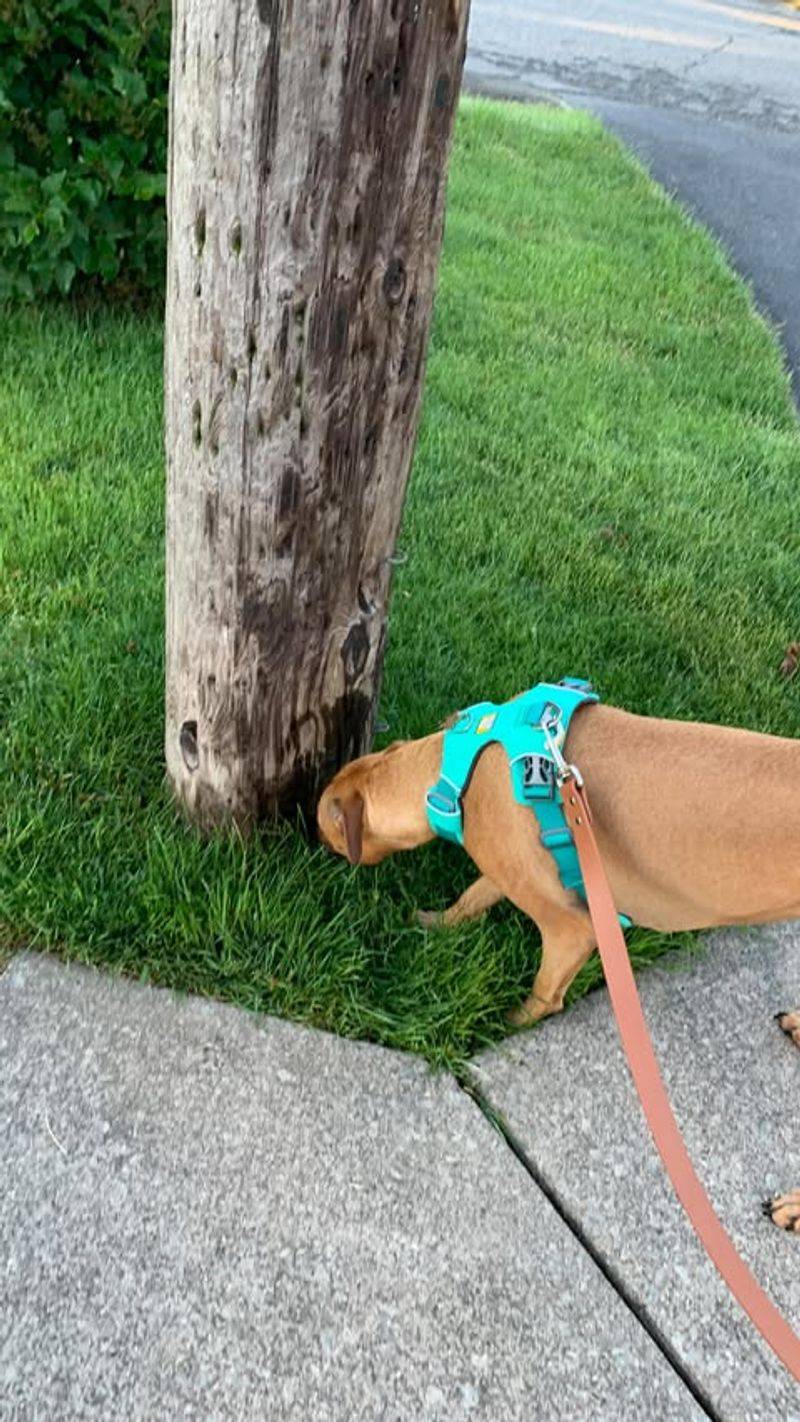 Letting Them Sniff on Walks