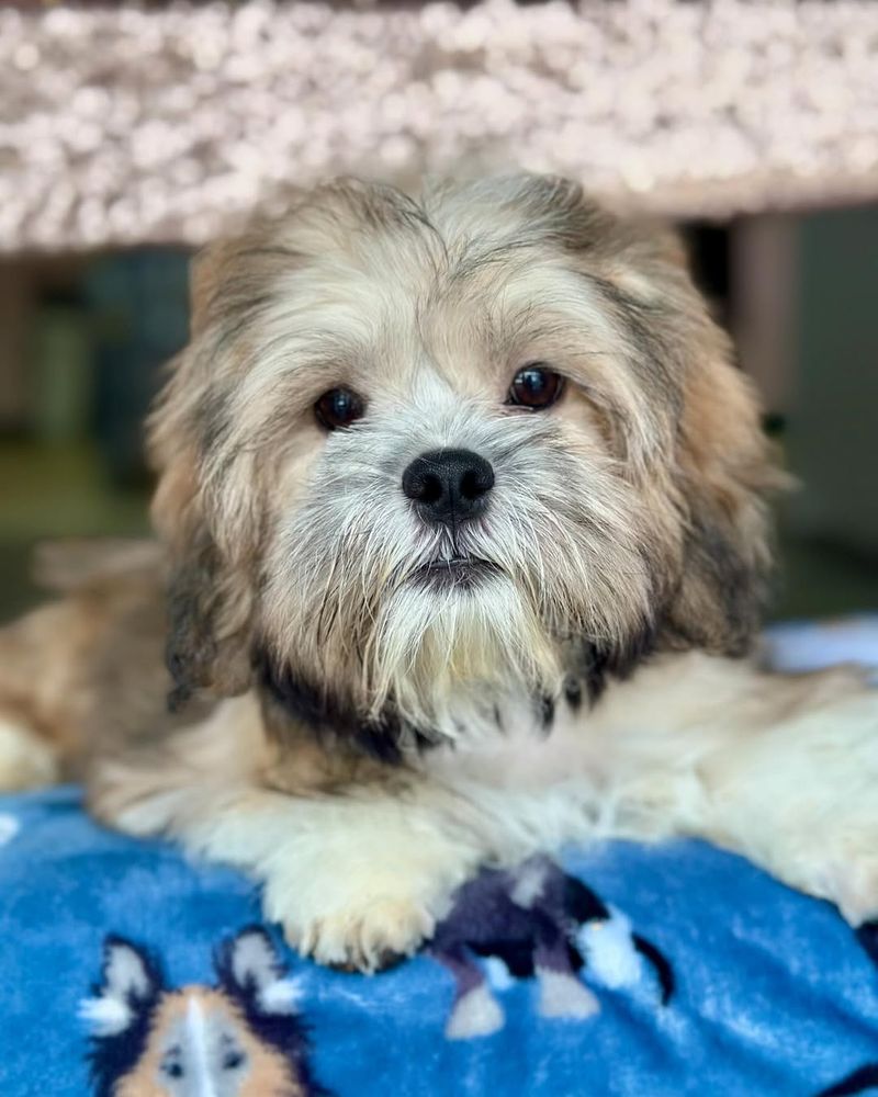 Lhasa Apso