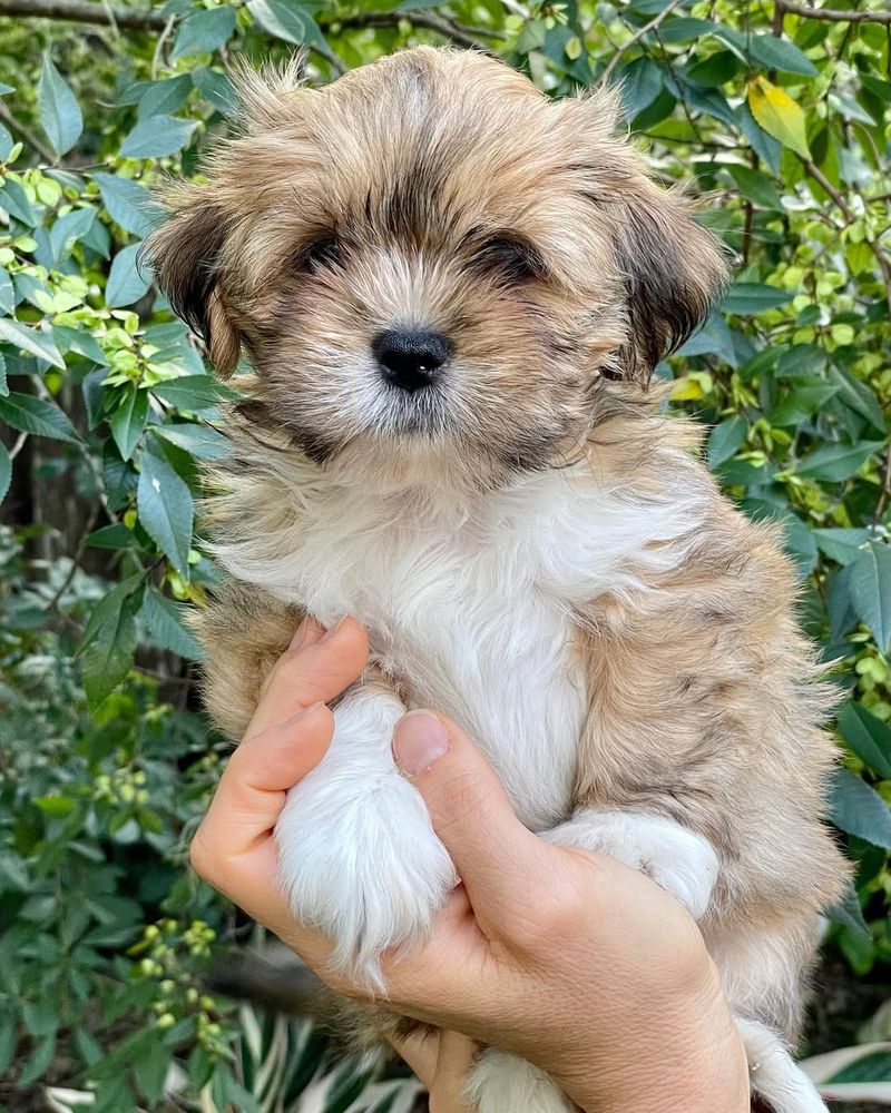 Lhasa Apso