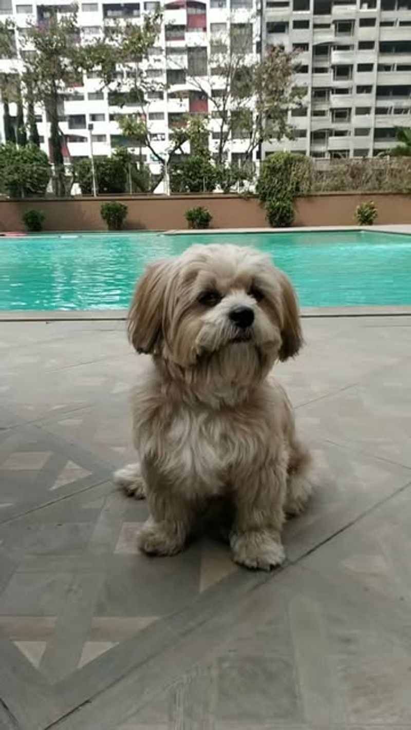 Lhasa Apso