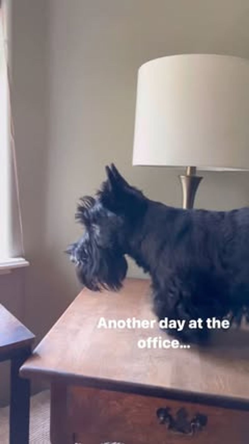 Scottish Terrier