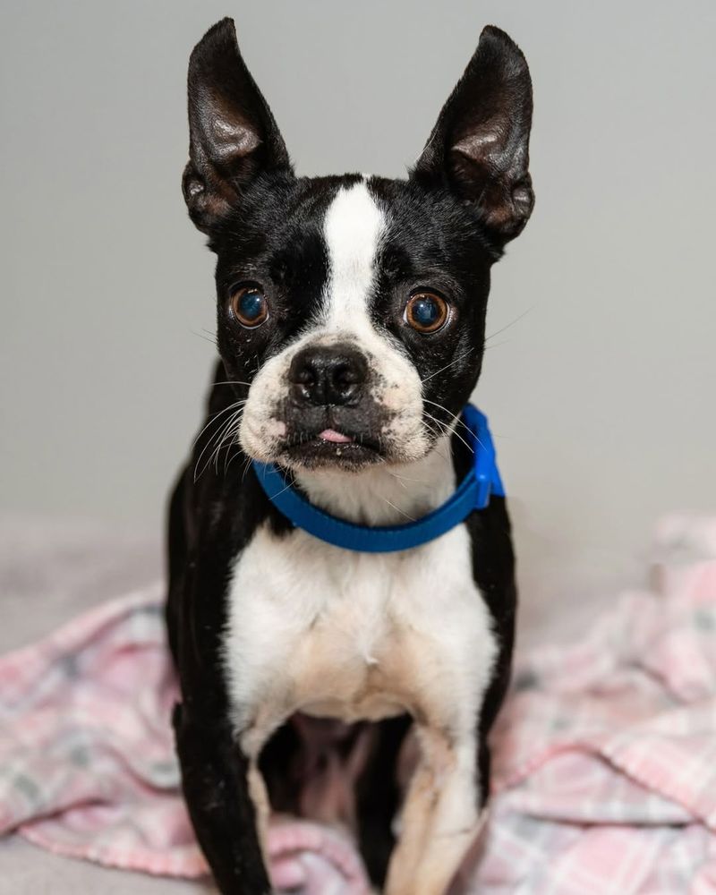 Boston Terrier