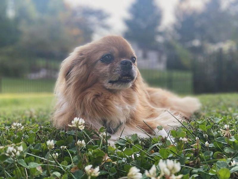 Tibetan Spaniel