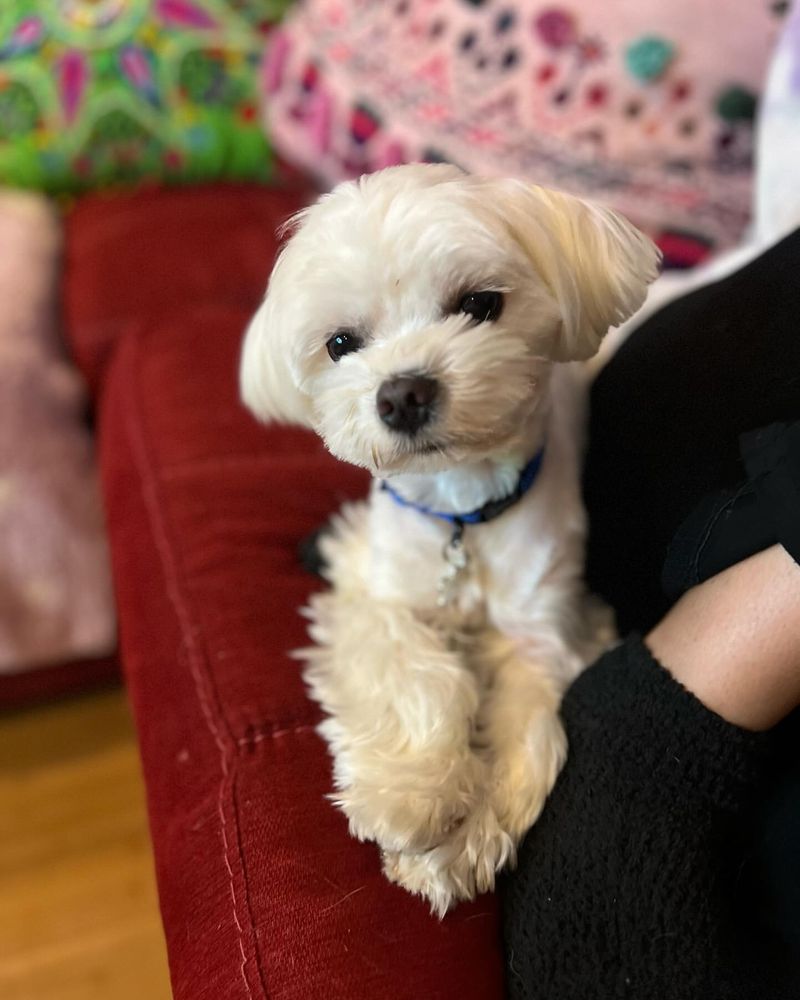 Maltese