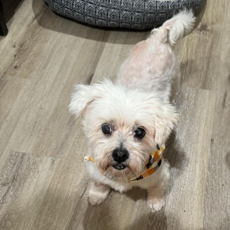 Maltese