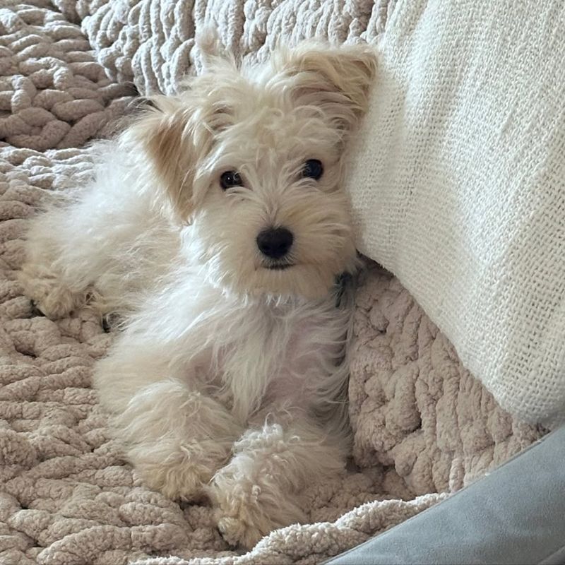Maltese