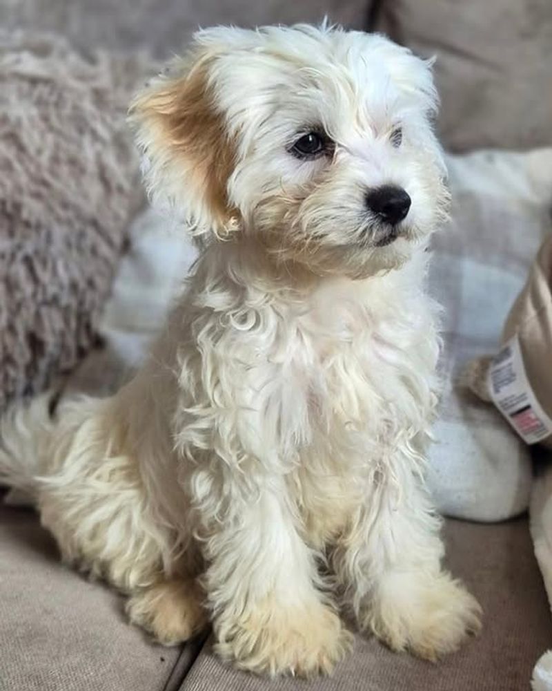 Maltese