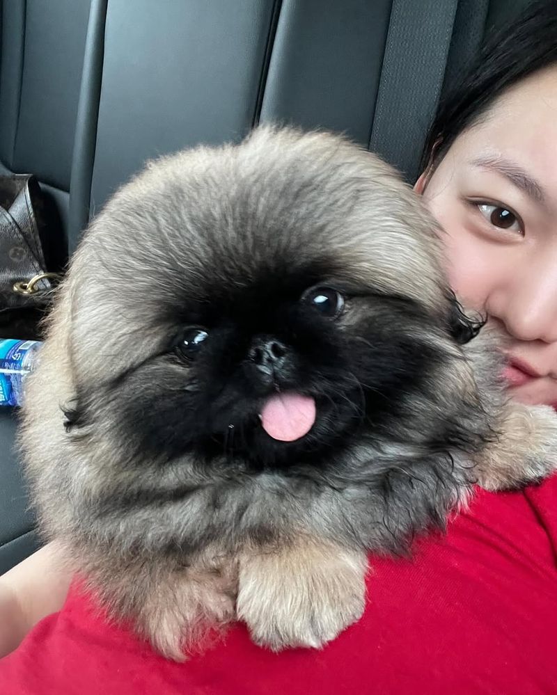 Pekingese