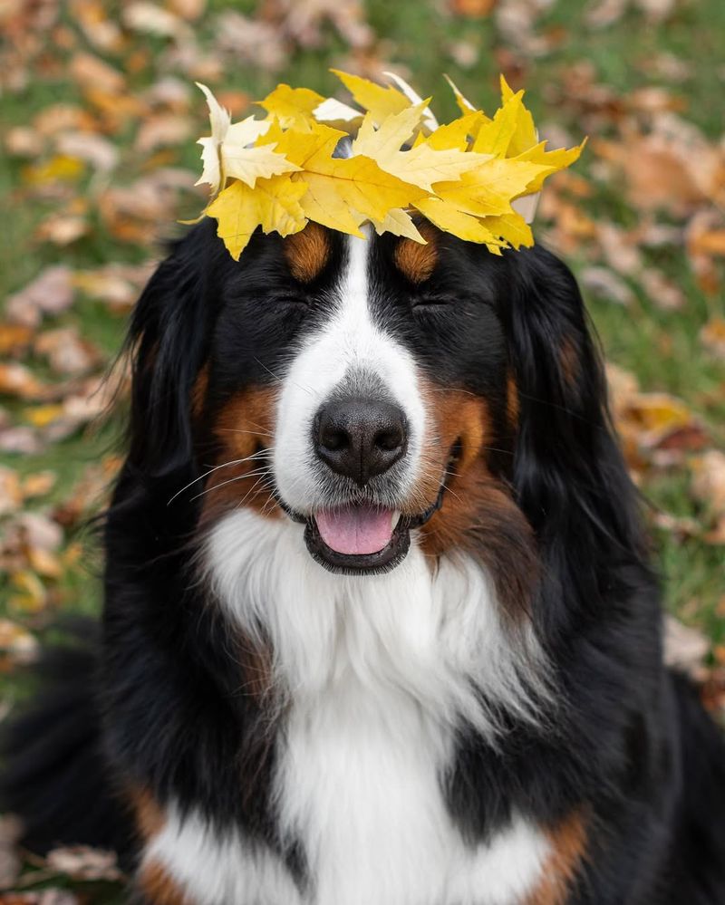 Bernese Mountain Dog