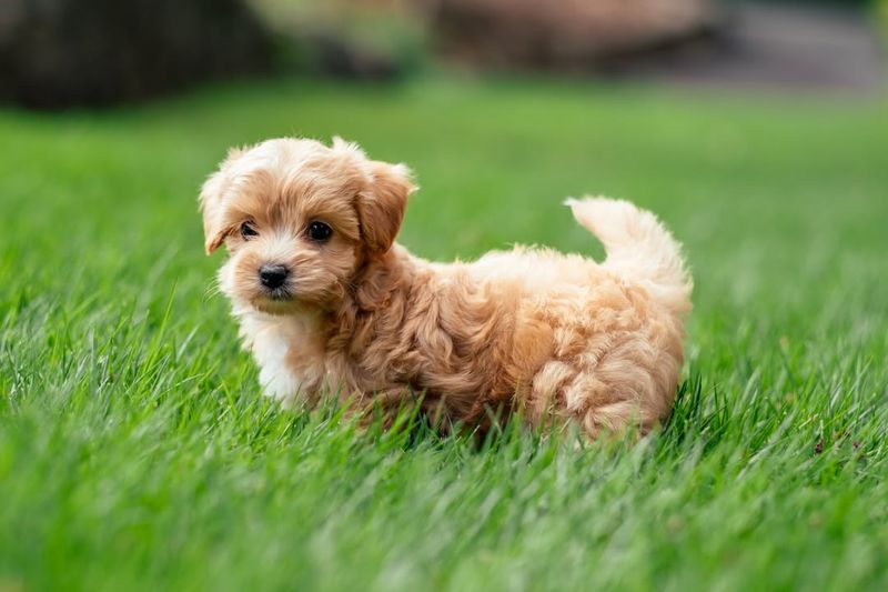 Maltipoo