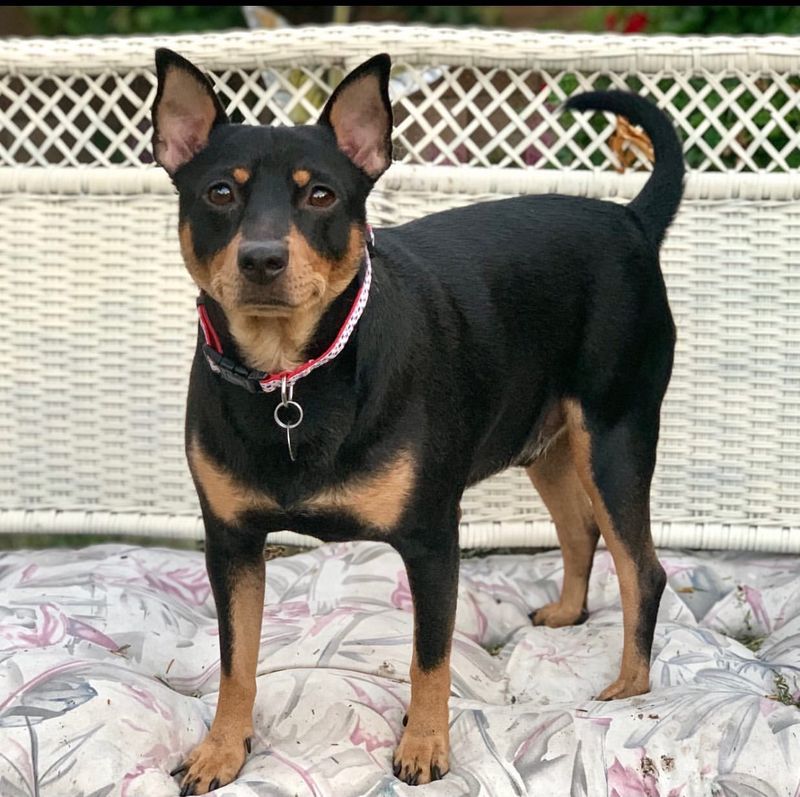 Manchester Terrier