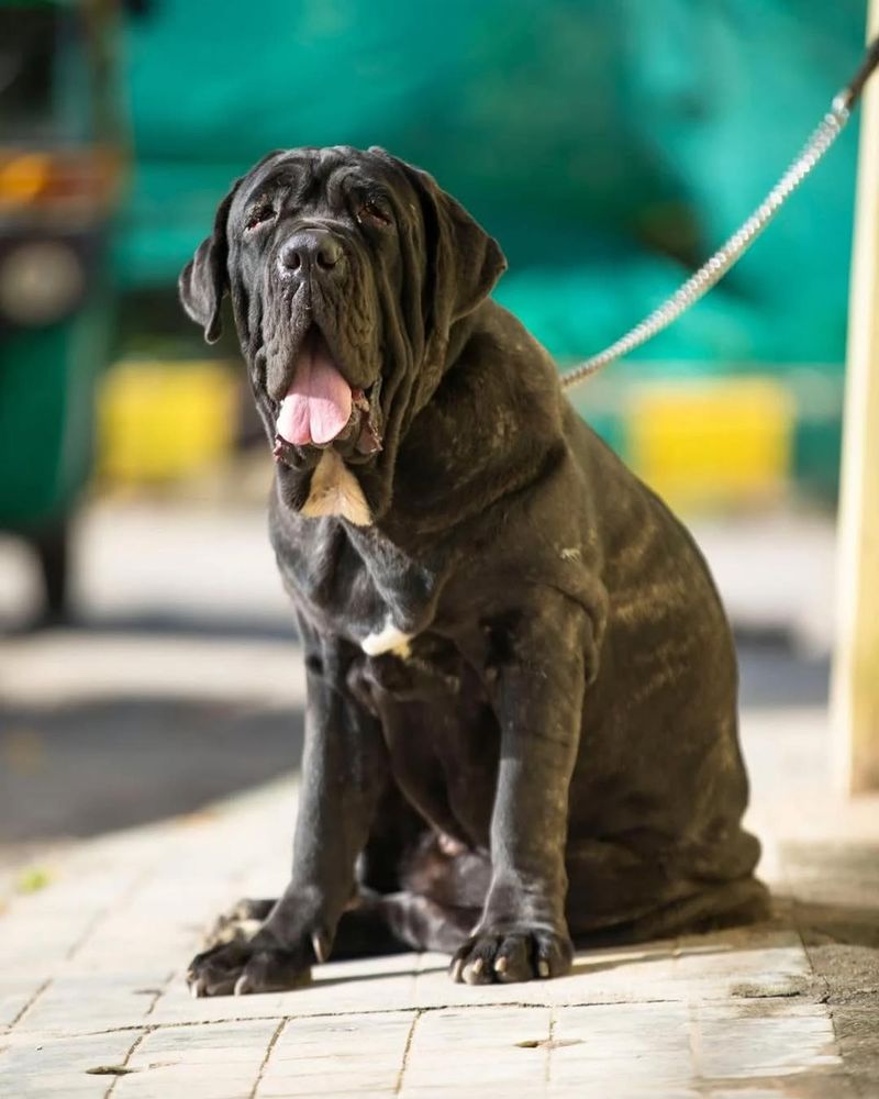 Mastiff