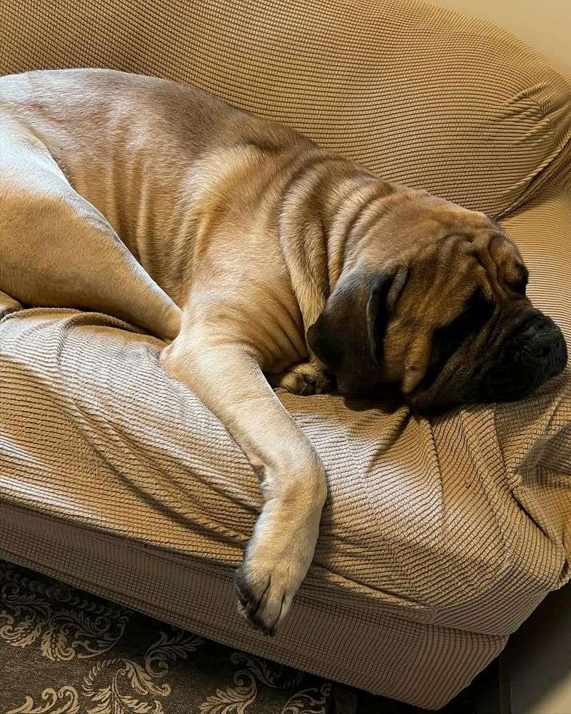 Mastiff