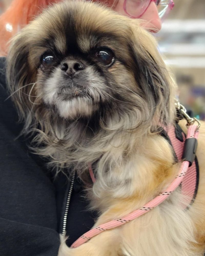 Pekingese