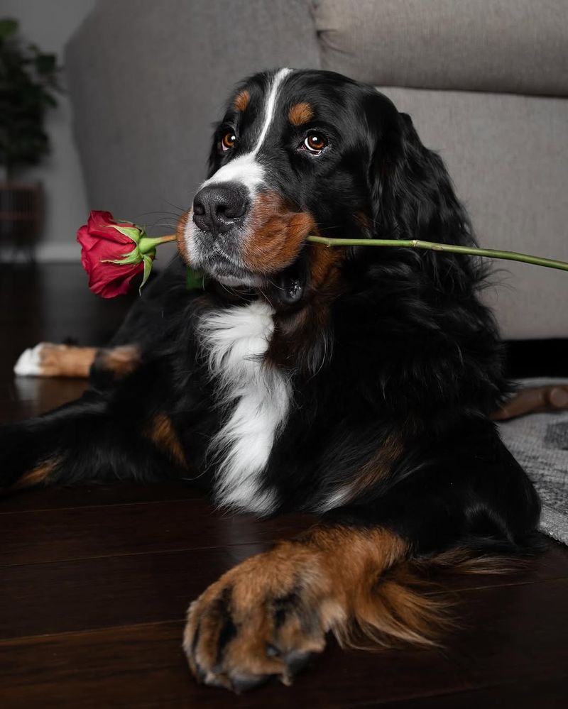 Bernese Mountain Dog