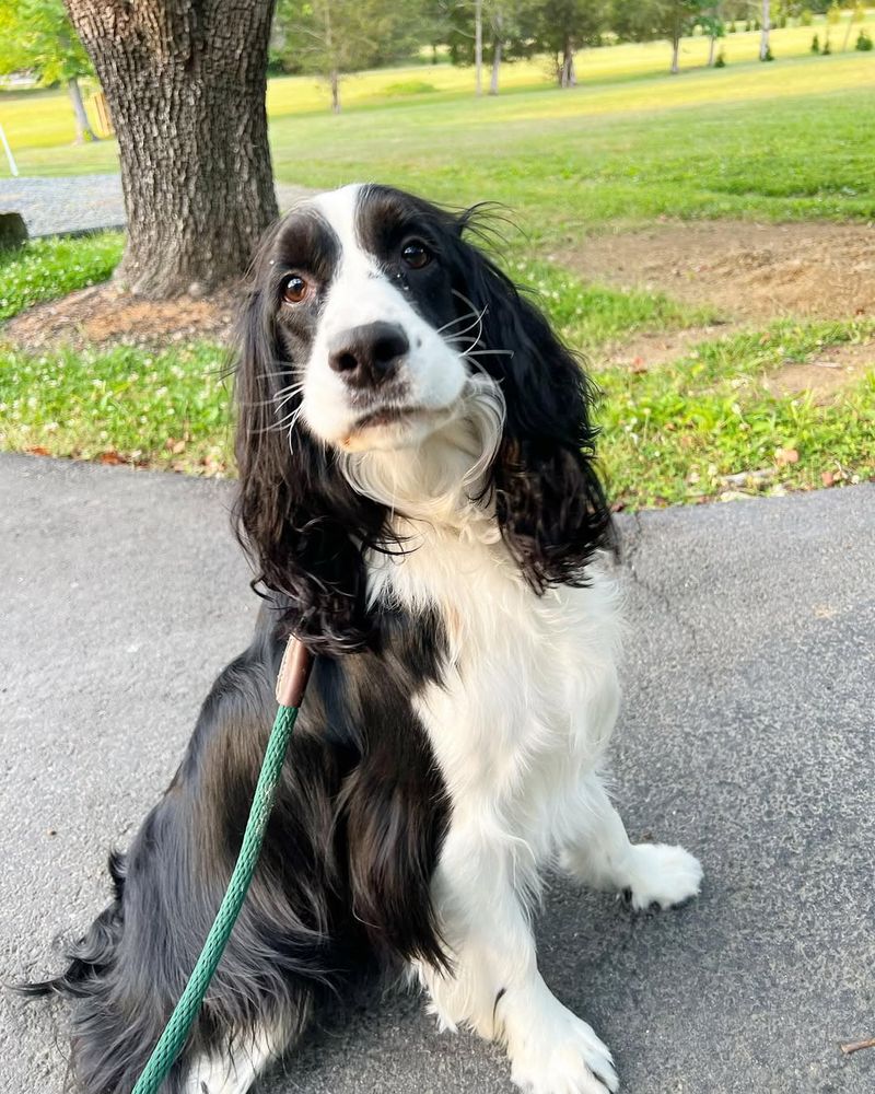 Cocker Spaniel