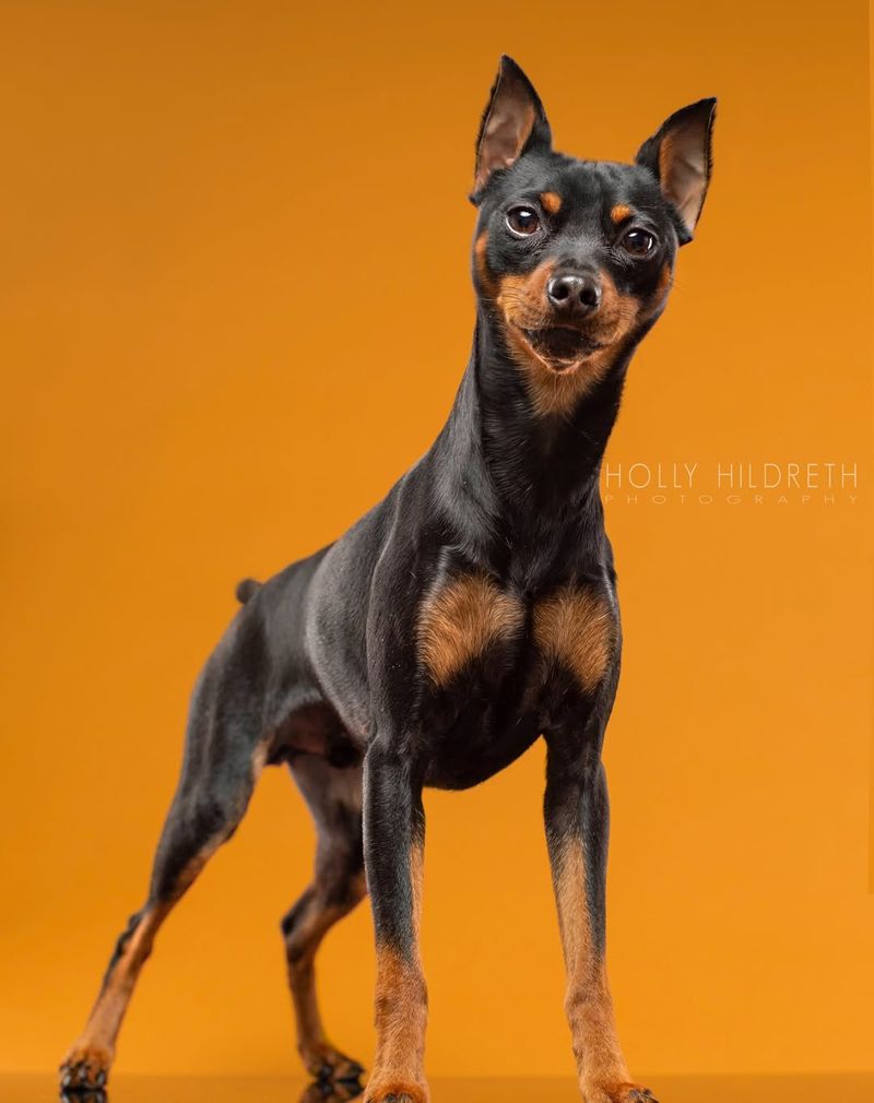 Miniature Pinscher