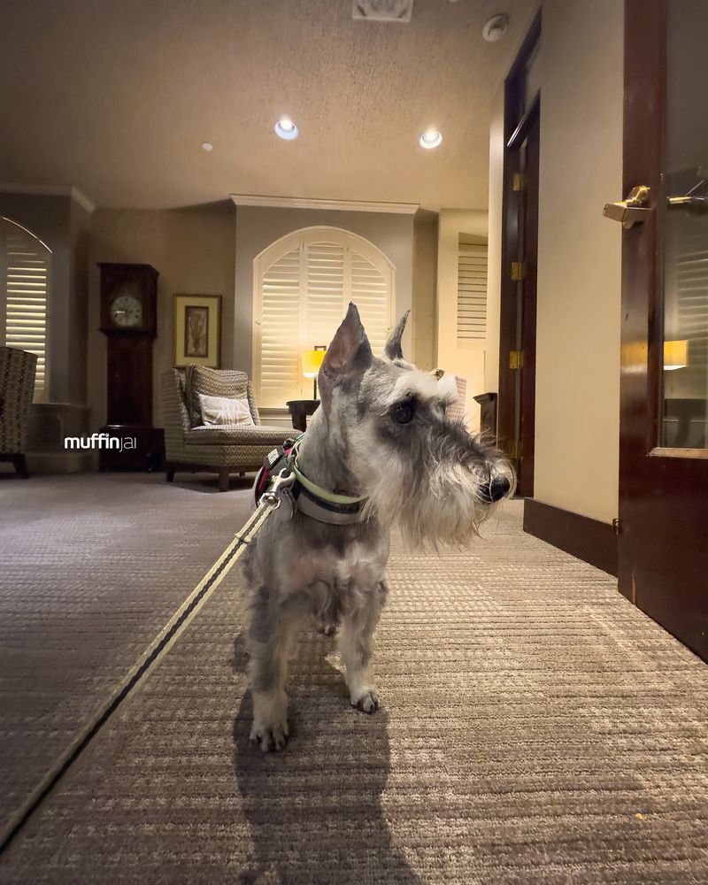 Miniature Schnauzer