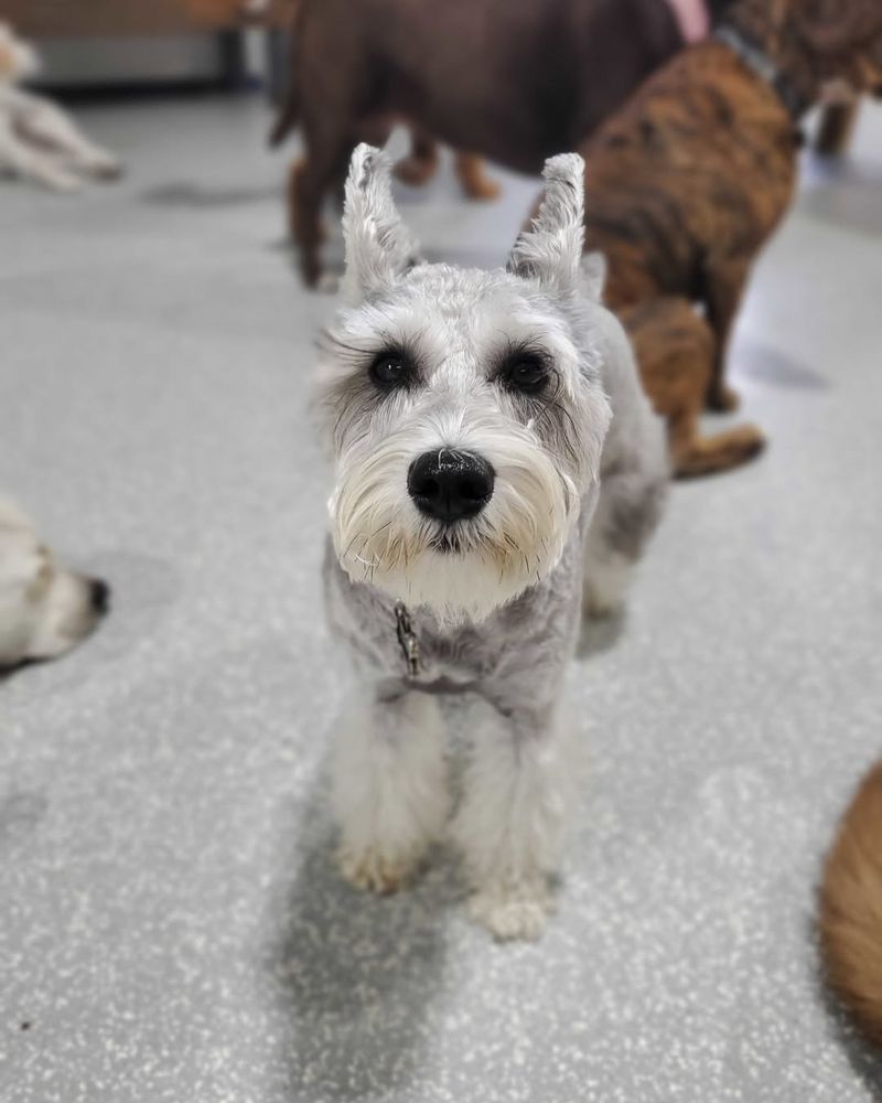 Miniature Schnauzer