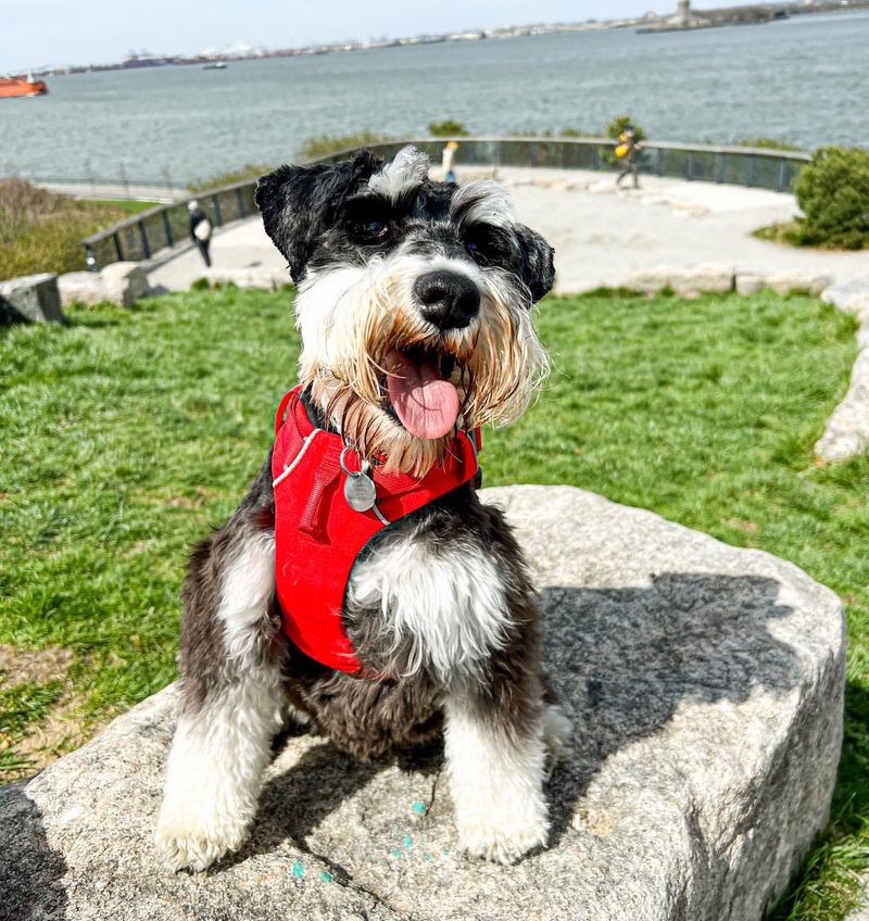 Miniature Schnauzer