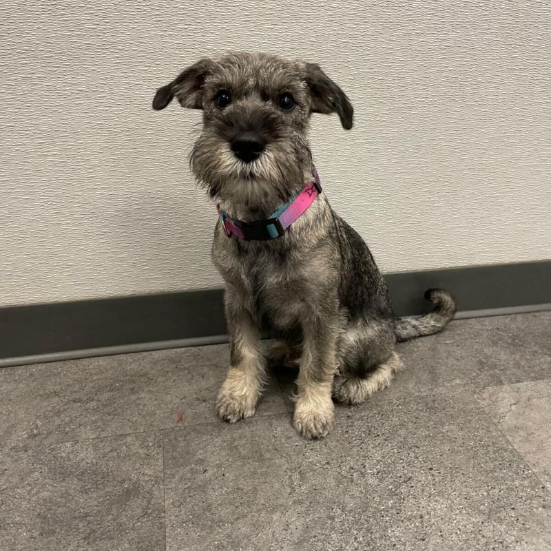 Miniature Schnauzer