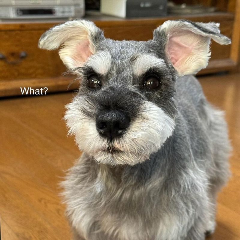 Miniature Schnauzer