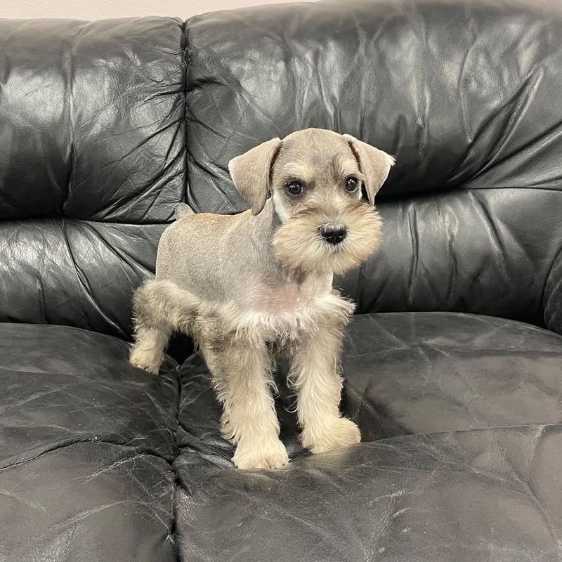 Miniature Schnauzer