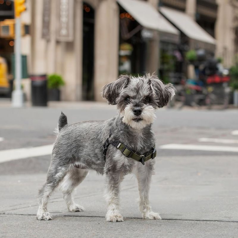 Miniature Schnauzer